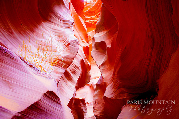Arizona-281