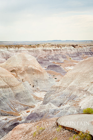 Arizona-394