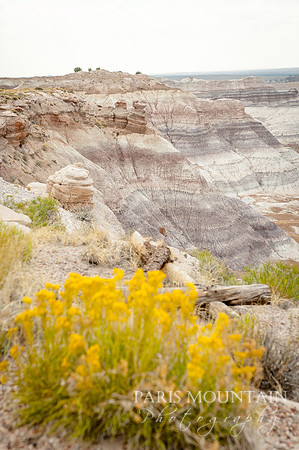 Arizona-396