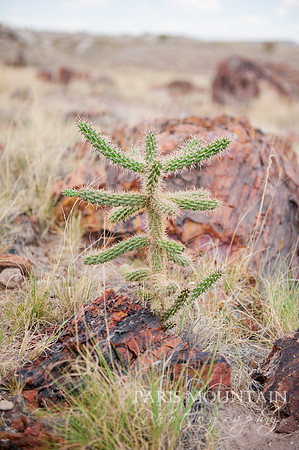 Arizona-411