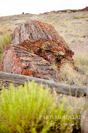 Arizona-416