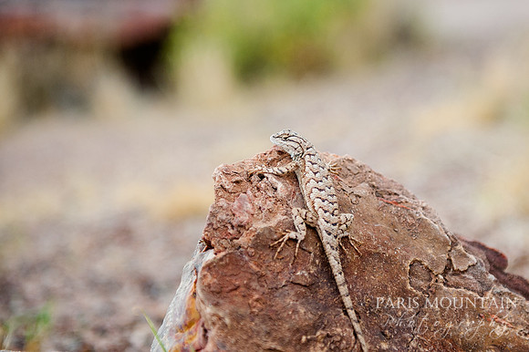 Arizona-417