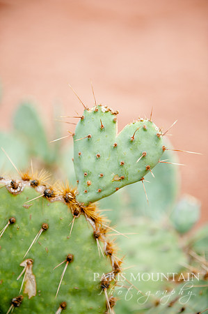 Arizona-75