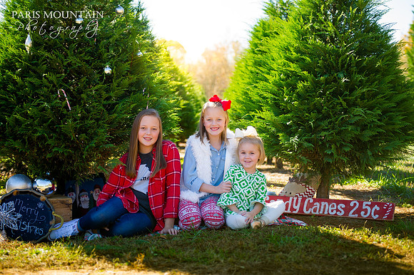 Christmas Tree Farm 4