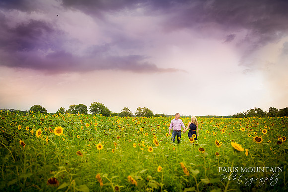 Sunflowers4
