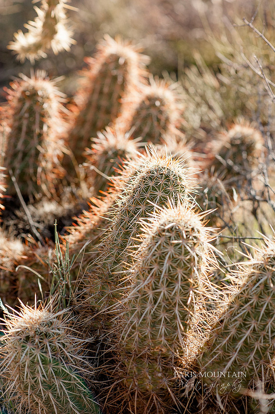 LasVegas Styled Shoot-4