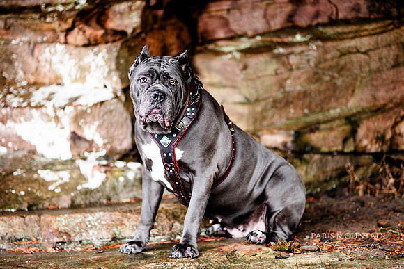 Paulding County Family Portrait Photographer-13